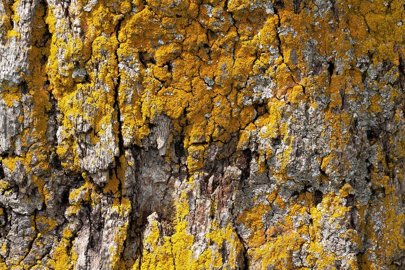 Oak Bark