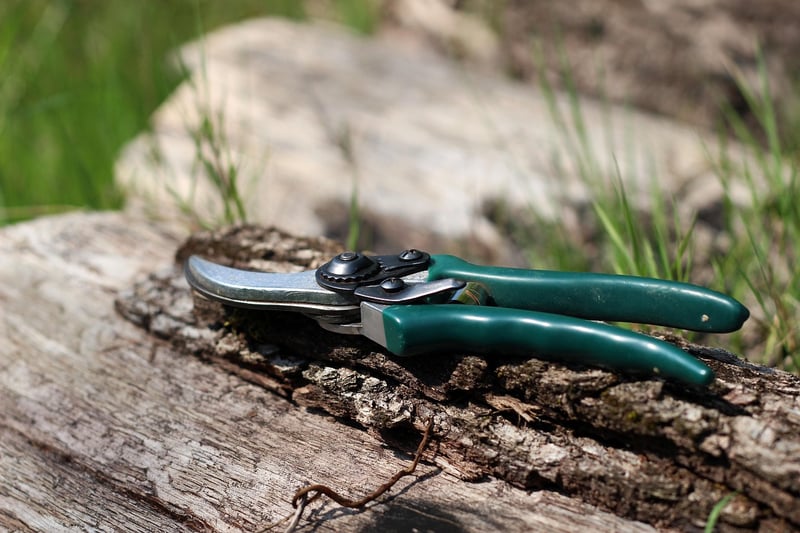 Pruning Time