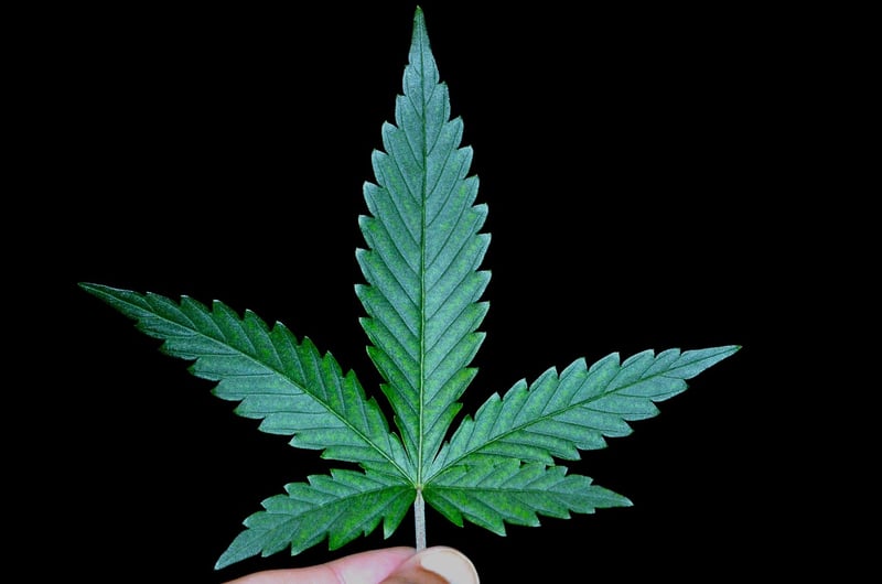 Weed Suppression